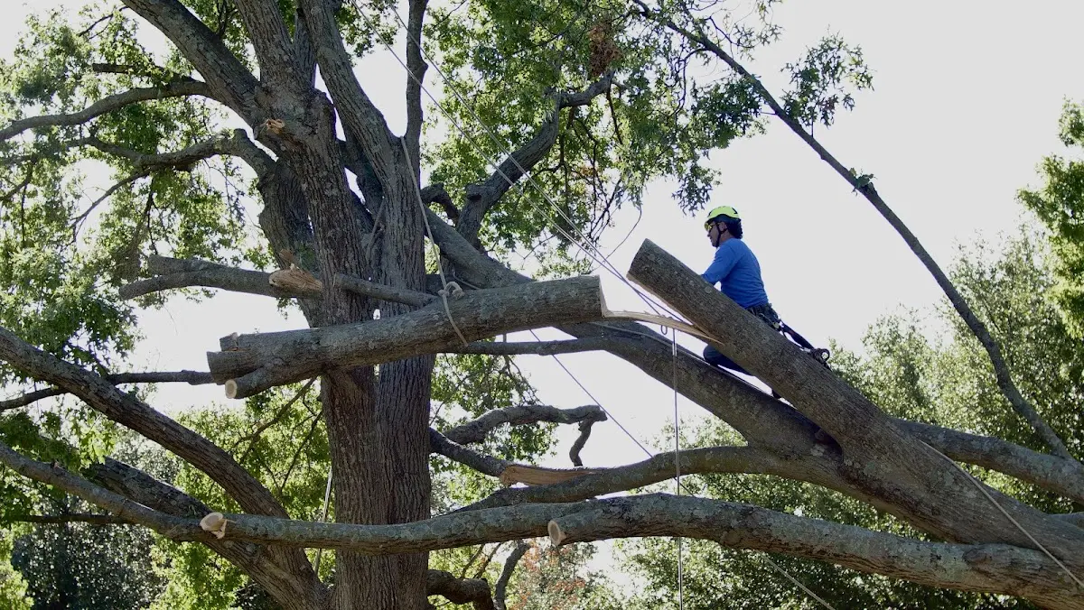 Professional Crown Thinning performed by certified arborists in Lankin