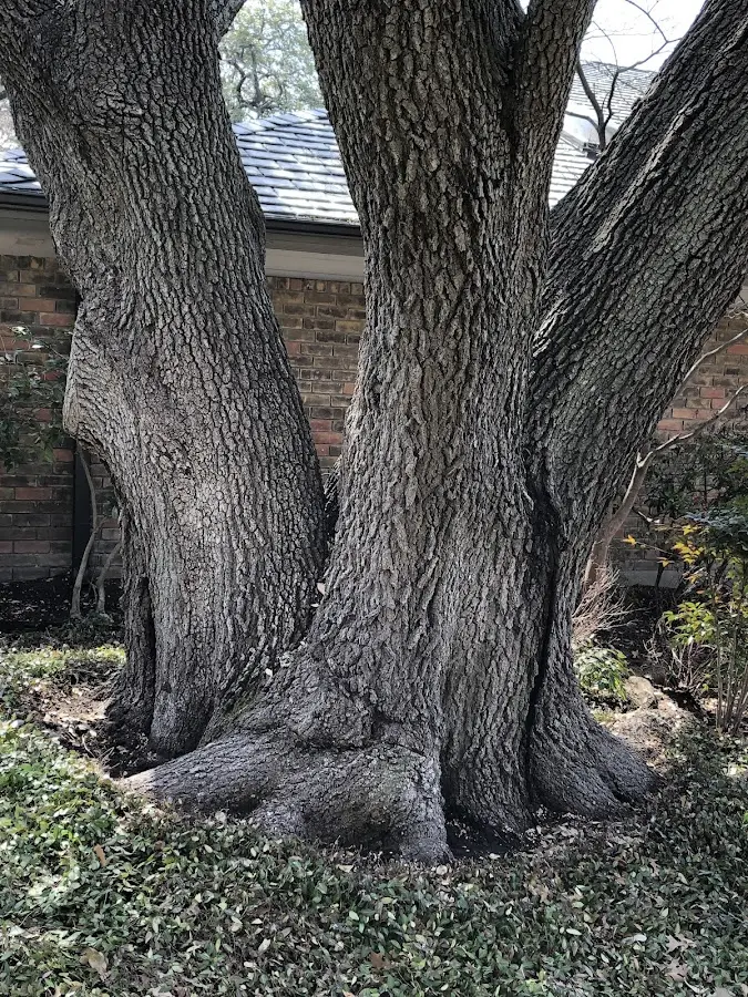Mature heritage tree close to a Lankin property cared for by certified arborists
